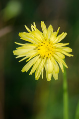 Pyrrhopappus carolinianus