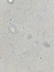 Chlamydomonas nivalis