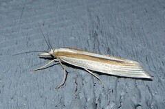 Orocrambus angustipennis