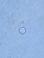 Chlamydomonas nivalis