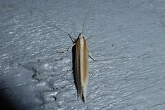 Orocrambus angustipennis