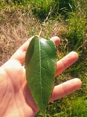 Aristotelia chilensis
