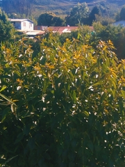 Aristotelia chilensis