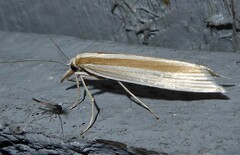 Orocrambus angustipennis