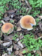 Lepiota spheniscispora