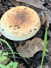 Lepiota spheniscispora