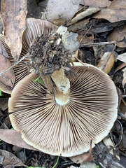 Lepiota spheniscispora