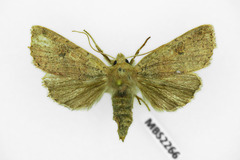 Agrochola laevis