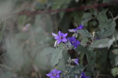 Solanum houstonii