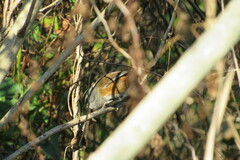 Microspingus cabanisi