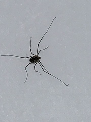 Phalangiinae