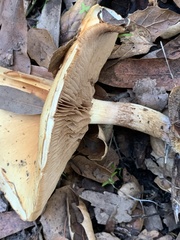 Lepiota spheniscispora