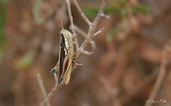 Dichroplus elongatus