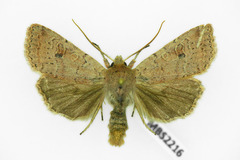 Agrochola laevis