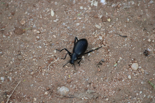 Eleodes eschscholtzii