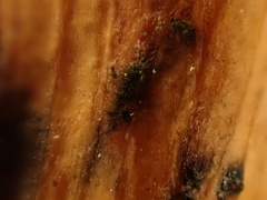 Bartheletia paradoxa