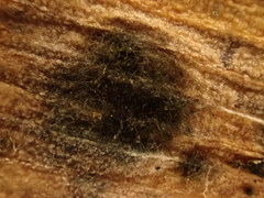 Bartheletia paradoxa