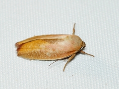 Ptyoptila matutinella
