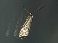 Hednota pleniferellus