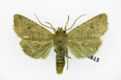 Agrochola laevis