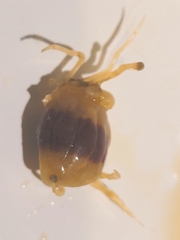 Pinnotherinae
