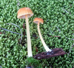 Entoloma unicolor