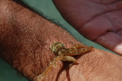 Octopus insularis