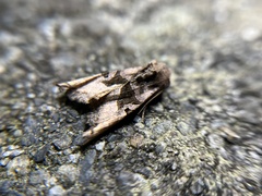 Phlogophora insularis
