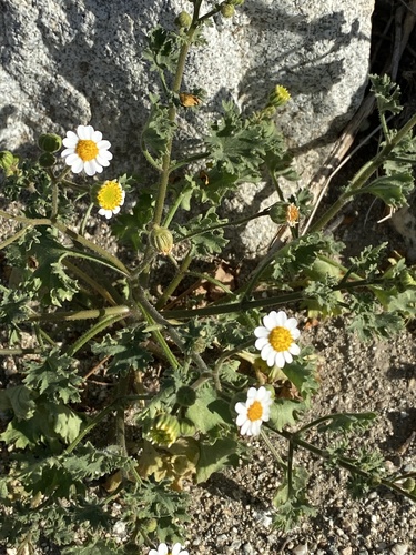 iNaturalist observation photo of Emory's rockdaisy