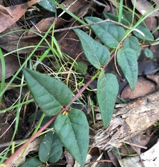 Platylobium reflexum