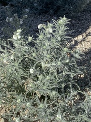Johnstonella