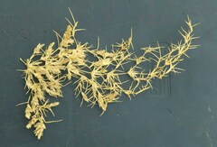 Eragrostis hypnoides