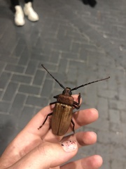 Agrianome spinicollis