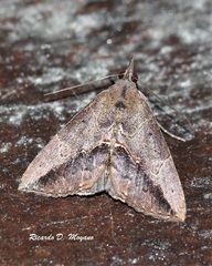 Hypena porrectalis