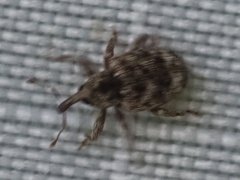 Conotrachelus recessus