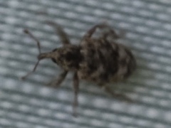 Conotrachelus recessus