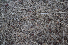 Pogonomyrmex bicolor