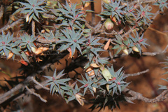 Melichrus urceolatus