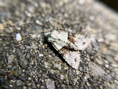 Nyctycia adnivis