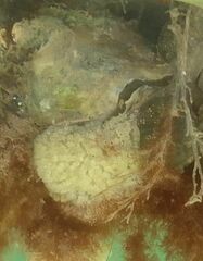 Aplidium