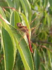 Sympetrum gilvum