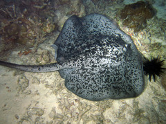 Taeniurops meyeni
