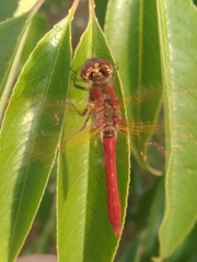 Sympetrum gilvum