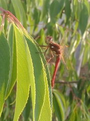 Sympetrum gilvum