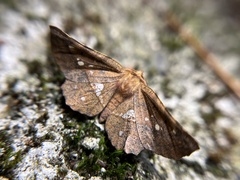 Garaeus specularis