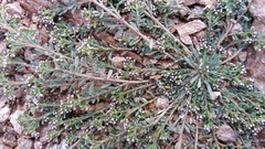 Corrigiola litoralis