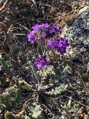 Phacelia crenulata