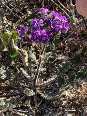 Phacelia crenulata