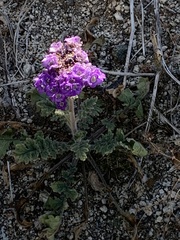 Phacelia crenulata