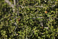 Quercus cornelius-mulleri